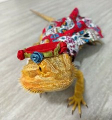 Bearded dragon Dress and flower crown, Red Sugar Skull