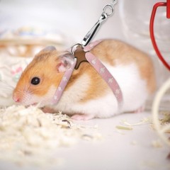 Hamster Adjustable Training Lead Leash Nylon for Hamster Rat Squirrel Gerbil …