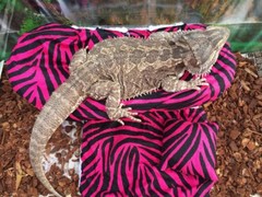 ZEBRA PRINTS LRG RESTING SOFT BED COVERS ONLY (NO FRAME BED) 4 BEARDED DRAGON