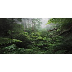 AWERT Foggy Forest Terrarium Background Green Tree Reptile Habitat Background…