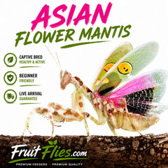 Live Mantis Asian Flower l2-l4 Praying Mantis Exotic Pet Insect (C. gemmatus)