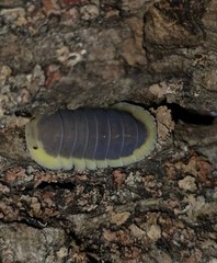 Lemon Blue Isopods – Live Isopods – Bioactive Clean-Up Crew – 10+ Count