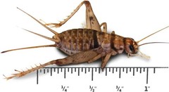 1″ Large Adult Banded Crickets (500 Count)