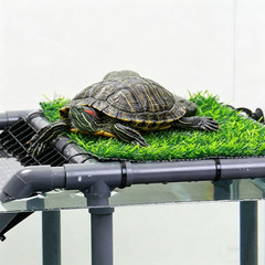 Turtle Basking Platform, Extra Large Turtle Dock with Artificial Grass and Non-S