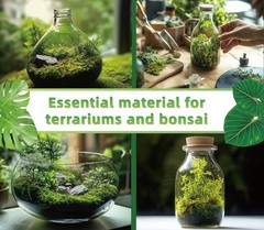 Live Moss for Terrarium Bedding & Reptile Enclosures