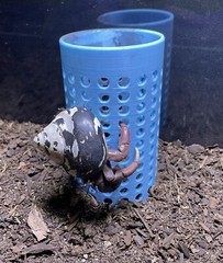 Hermit Crab Climbing Tunnel Ornament Hermit Crab Tank Decoration Toys Supplies