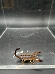 Whitei Scorpion (Nebo whitei) – 1-2 in