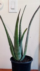 8″ Aloe Vera Barbadensis Miller Cactus Live Plant Edible Ayurvedic Medicinal