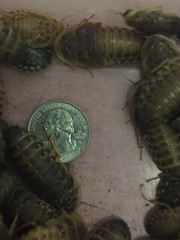 Large dubia roaches