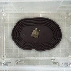 Reptile Feeding Dish Bathing Pool with Ramp for Turtle Large Water Bowl