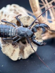 Texas Giant Vinegaroon (Mastigoproctus giganteus) – 2-3 in