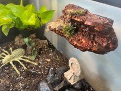 Magnetic Rock Ledges For Terrariums And Cages (Limited Edition) Medium LAVA