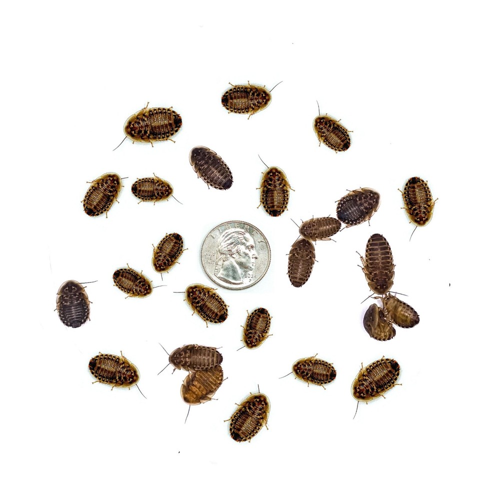 Dubia Roaches (MEDIUM 5/8″ Inch) – Live Feeder Insects for Reptiles