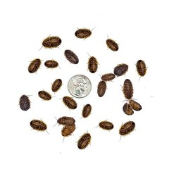 Dubia Roaches (MEDIUM 5/8″ Inch) – Live Feeder Insects for Reptiles