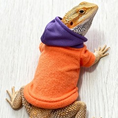 Bearded Dragon Hoodie Lizard Costume Small Pet Clothes Reptile Apparel 3 Colors
