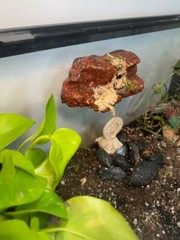 Magnetic Rock Ledges For Terrariums And Cages (Limited Edition) Medium LAVA