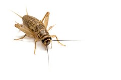 2 lb. Roach/Cricket Chow and 1 oz. Water Crystals Combo Fast Shipping!!