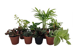 Terrarium & Fairy Garden Plants – 8 Plants in 2″ Pots