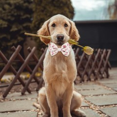Adjustable Pet Bow Tie and Dog Collar for Small Medium Large Dogs, Puppy Coll…
