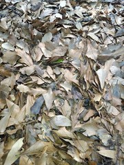 100% Organic Raw Florida Live Oak Leaves & Twigs Tropical & Bioactive Habitats