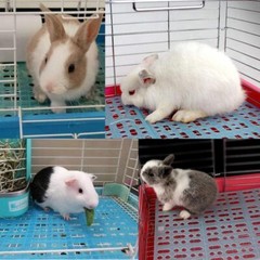8 Pcs Rabbit Cage Mats Plastic Feet Pads Floor Mat for Cats Dogs Bunny Hamster