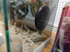 New Deluxe Oceanic Lizard Lounge 16 Amphibian/Reptile Ventilated Aquarium/Tank +