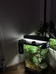 Thrive Vertical Hexagon Tropical Reptile Terrarium FULL SETUP