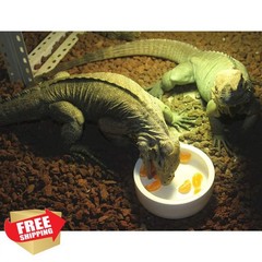 Reptile Food Water Bowl, 2 pcs Ceramics Worm Dish ,Anti-Escape Reptile Water …