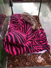 ZEBRA PRINTS LRG RESTING SOFT BED COVERS ONLY (NO FRAME BED) 4 BEARDED DRAGON