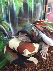 NEW CAMOUFLAGE PRINT LARGE ATTACHABLE RESTING BED SET SOFT COVER 4 BEARDEDDRAGON