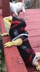 BASIC TOOLS 🧰 🛠 PRINT XLRG SLEEVELESS HOODY BODY SHIRT 4 UNISEX BEARDED DRAGON