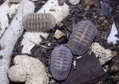 RARE!! Highly sought after Silver Ghost🩶10ct+ LIVE isopods bioactive plants