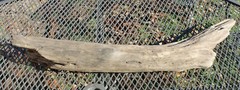 DRIFTWOOD natural Terrarium Taxidermy Art/craft Reptile beach home/garden Decor