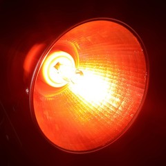 3 Pack G9 Infrared Heat Lamp Bulbs for Reptile Dimmable Night Red UVA Reptile…