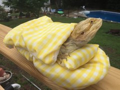 CHECKERED YELLOW LRG RESTING BED SET COVER ONLY NO FRAME BED 4 BEARDED DRAGON