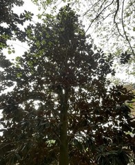 1-Gal Magnolia Leaves For Bioactive Terrariums [/FARM TO Reptile sun treated