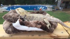 MINKY MARB FAUX FUR LRG ATTACHABLE RESTING BED SET CUDDLE COVER 4 BEARDED DRAGON