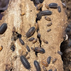 20+ ct. Porcellio scaber “Lava” Red, Orange & Black Isopods