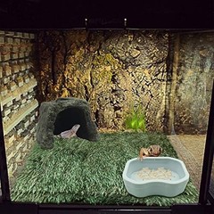 Large Reptile Hideout Cave,Resin Tortoise Hide Rock Turtle Hideaway House Lizard