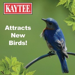 Kaytee Wild Bird Food Mealworms For Bluebirds, Wrens, 3.5 Ounce (Pack of 1)