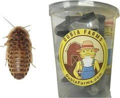 200ct Extra Small Dubia Roaches-Live Reptile Feeders