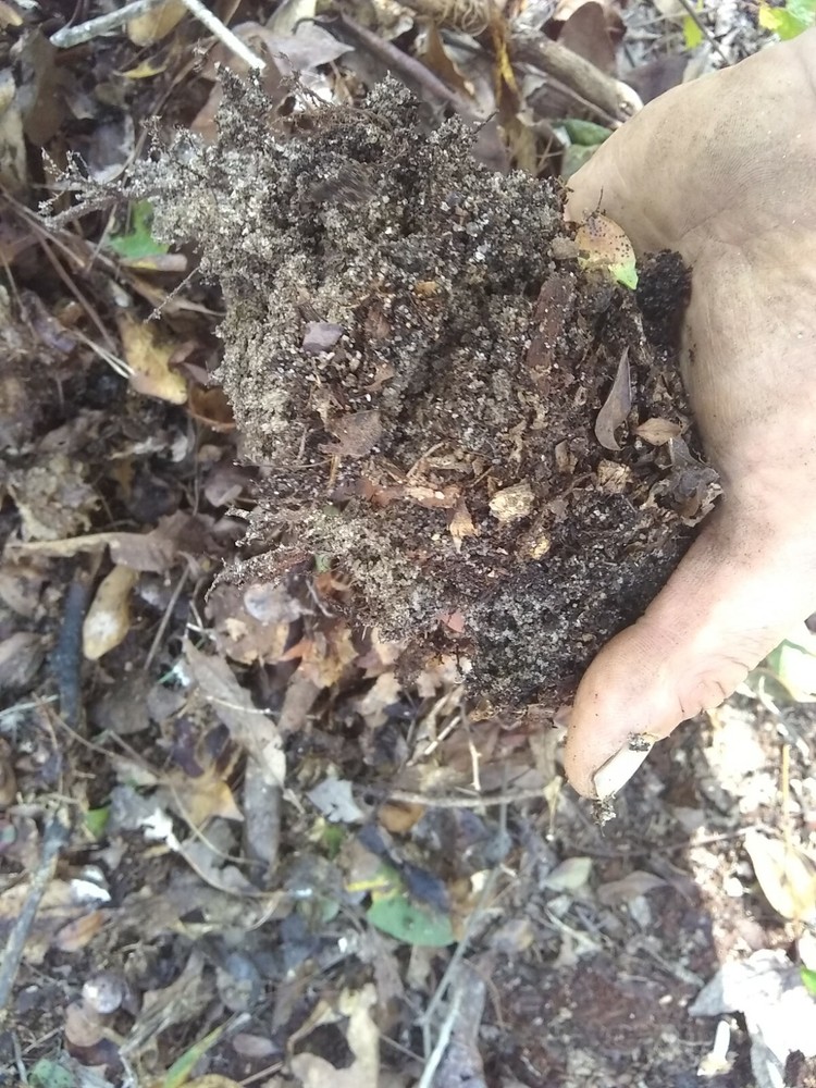 forest floor soil substrate bioactive! Terrarium vivarium pet supplies bedding
