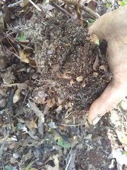 forest floor soil substrate bioactive! Terrarium vivarium pet supplies bedding