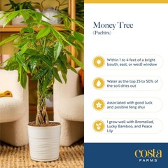 Costa Farms Money Tree (Pachira Aquatica) Live Indoor Bonsai-Style Plant, 12-…