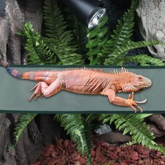 2 Pcs Reptile Hammock, Chameleon, Geckos Swing, Climbing Net, Black, Green
