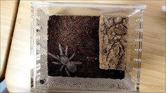 Insect Breeding Box & Reptile Feeding Enclosure – Waterproof for Tarantula, Scor