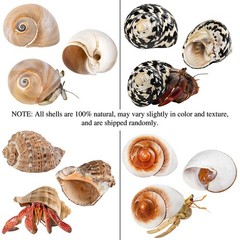 2.33.1 Inch Boutique Medium Large Natural Hermit Crab Turbo Shells Opening