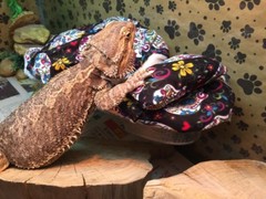 SPANISH SKULLS DESIGN LRG RESTING BED COVER ONLY NO FRAME BED 4 BEARDED DRAGONS