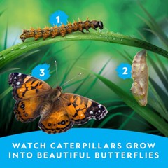 NATIONAL GEOGRAPHIC Butterfly Growing Kit – Butterfly Habitat Kit with Vouche…