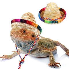 Bearded Dragon Sombrero Hats, Clothes Accessories Small, brown